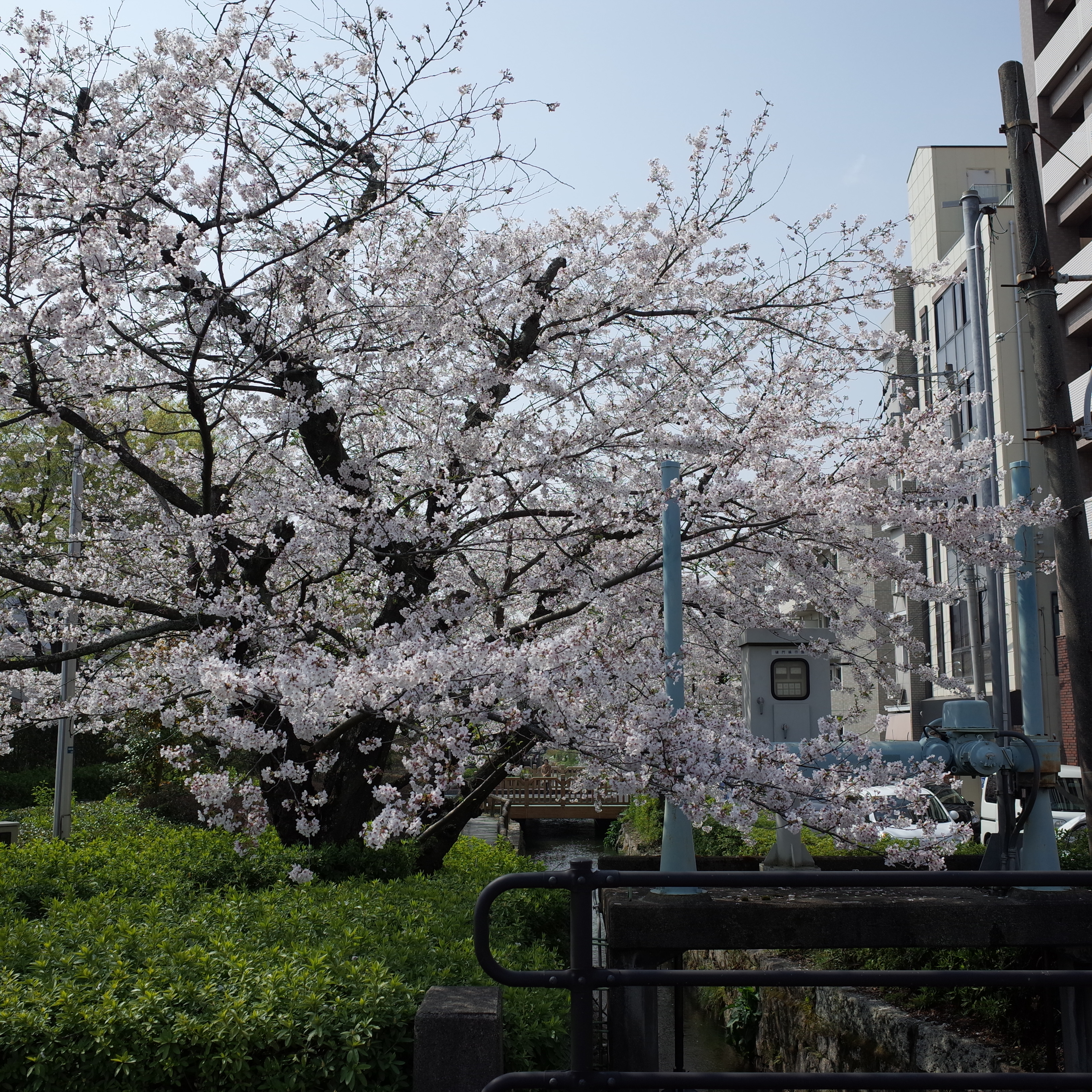 岡山、桜、レンタルスペース